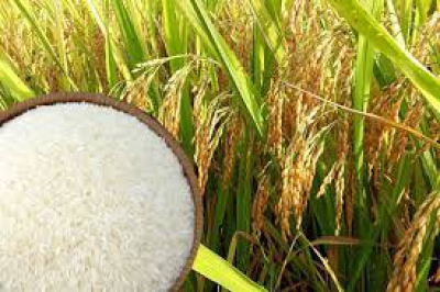 AN NINH LƯƠNG THỰC CỦA VIỆT NAM  TRONG GIAI ĐOẠN HIỆN NAY