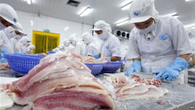 C&ocirc;ng nh&acirc;n Việt Nam l&agrave;m việc tại nh&agrave; m&aacute;y chế biến c&aacute; basa xuất khẩu tại Bến Tre