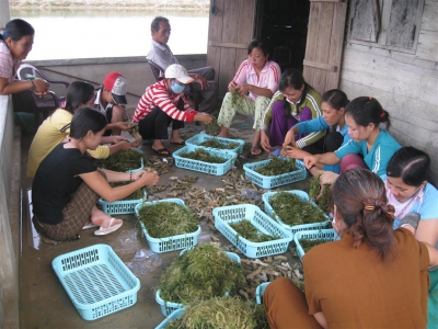 Rong nho biển một đối tượng “xoá đói giảm nghèo” và chuyển đổi nghề cho ngư dân ven biển